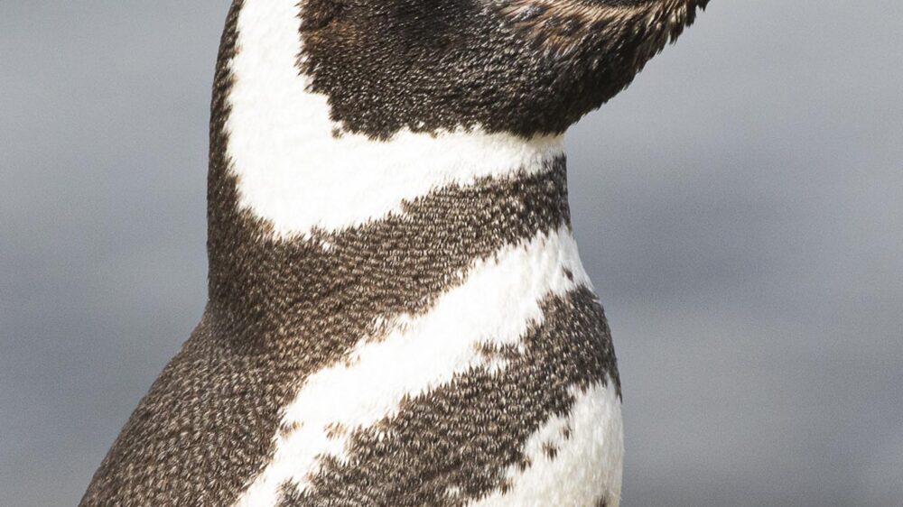 penguins of magdalena island