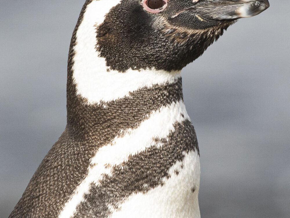 magellanic-penguin-far-south-expeditions
