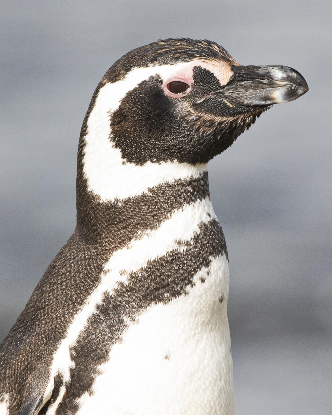 penguins of magdalena island
