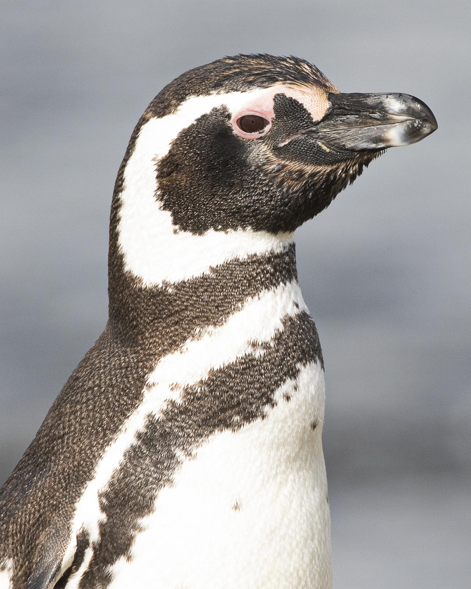 penguins of magdalena island