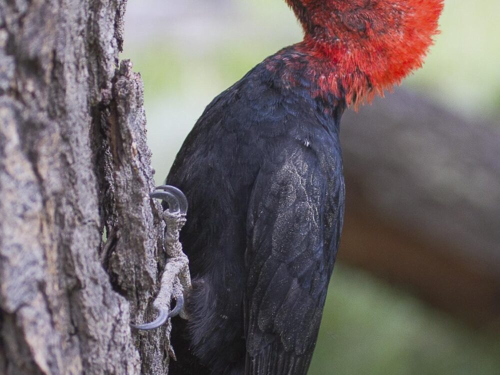 magellanic-woodpecker-far-south-expeditions