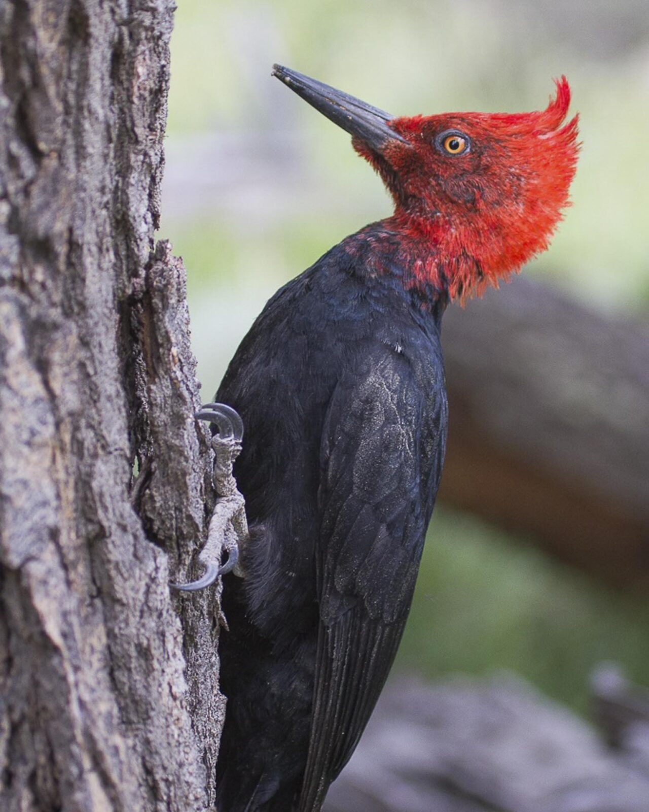 birding the magellan straits day trip from punta arenas