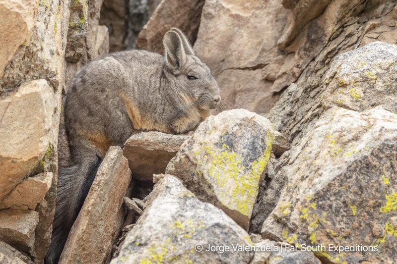 mountain viscacha far south expeditions