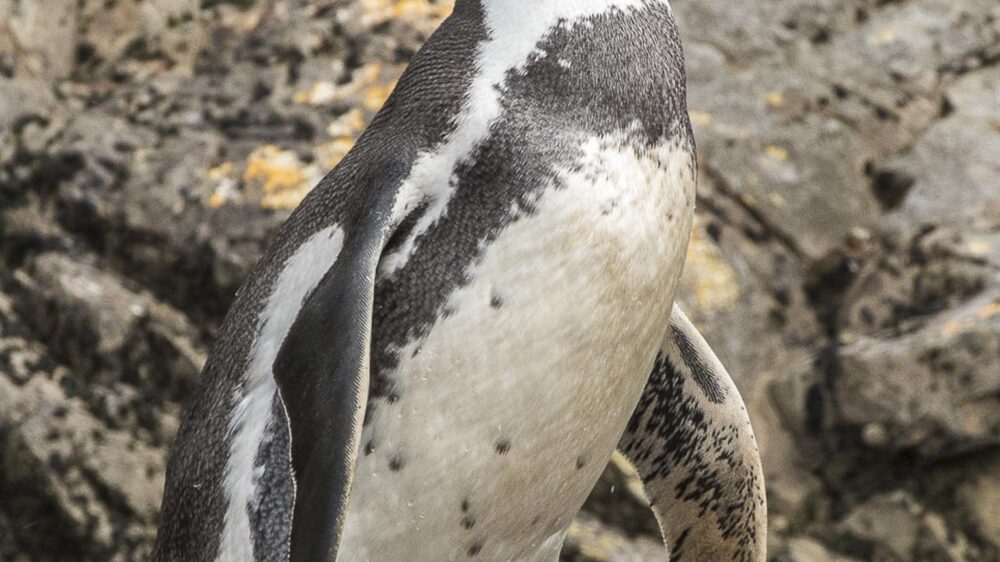penguins and Chile endemics day trip