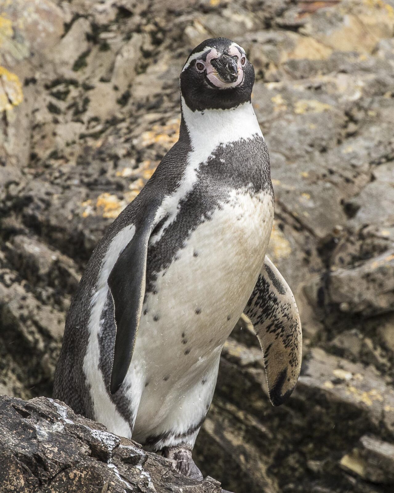 penguins and Chile endemics day trip