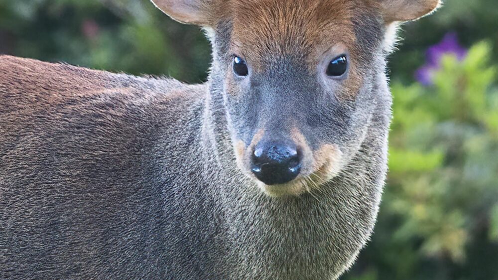 chiloé Island wildlife adventure trip