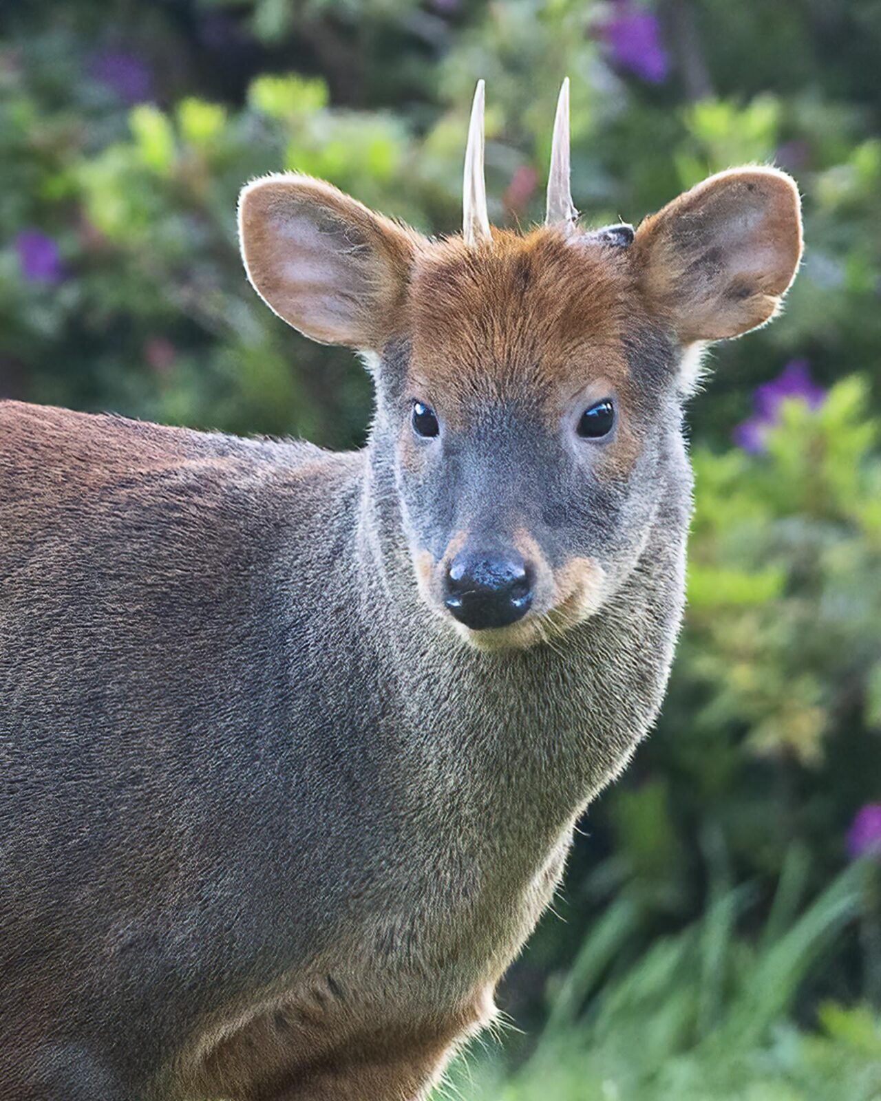 chiloé Island wildlife adventure trip