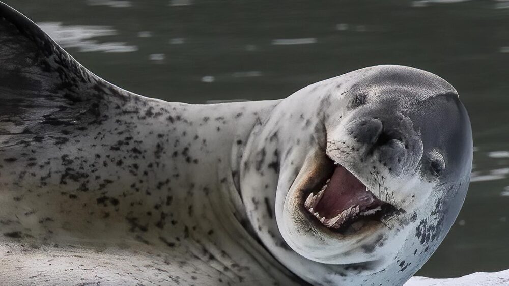 san Rafael glacier cruise