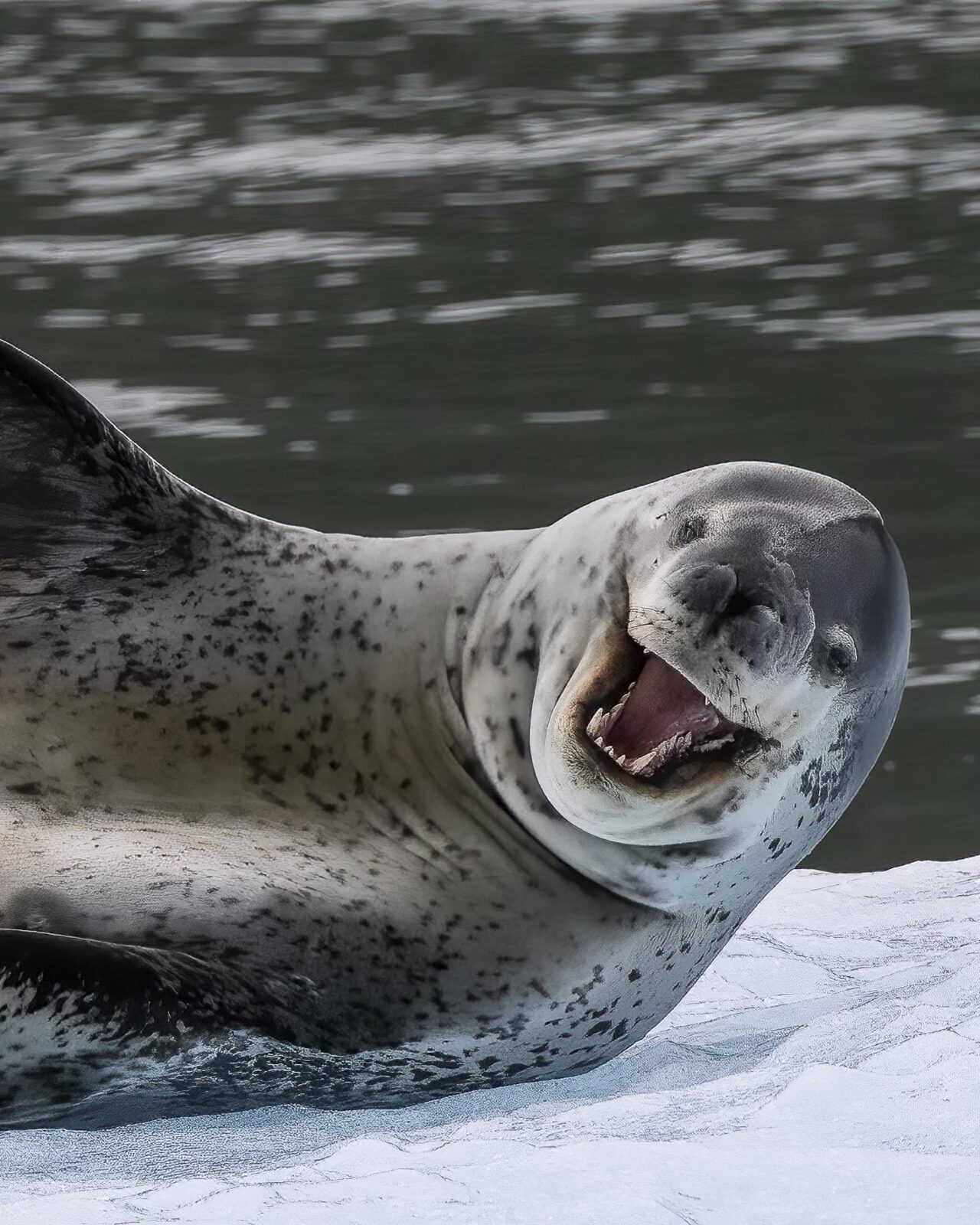 san Rafael glacier cruise