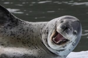 san Rafael glacier cruise