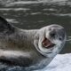 Leopard Seal – The Solitary Predator of the Southern Hermisphere