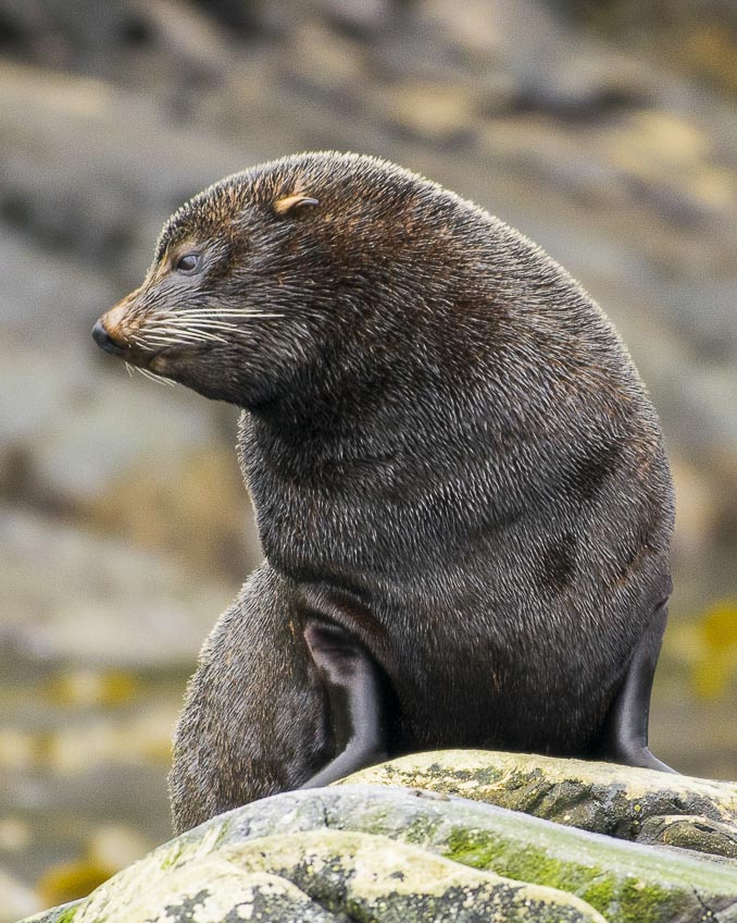 beagle channel Ushuaia harberton trip