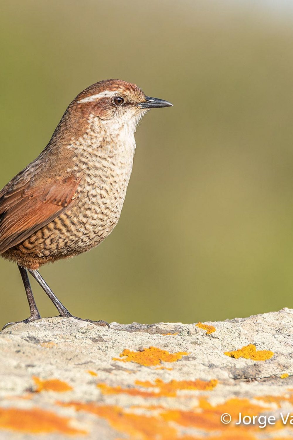 White-throated Tapaculo © Jorge Valenzuela, Far South Exp