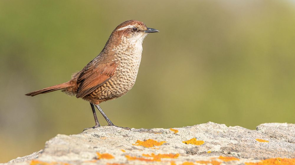 birding central chile