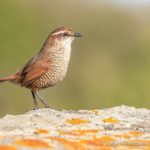 birding central chile