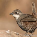 birding central chile