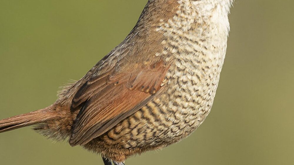 birding central Chile far south expeditions
