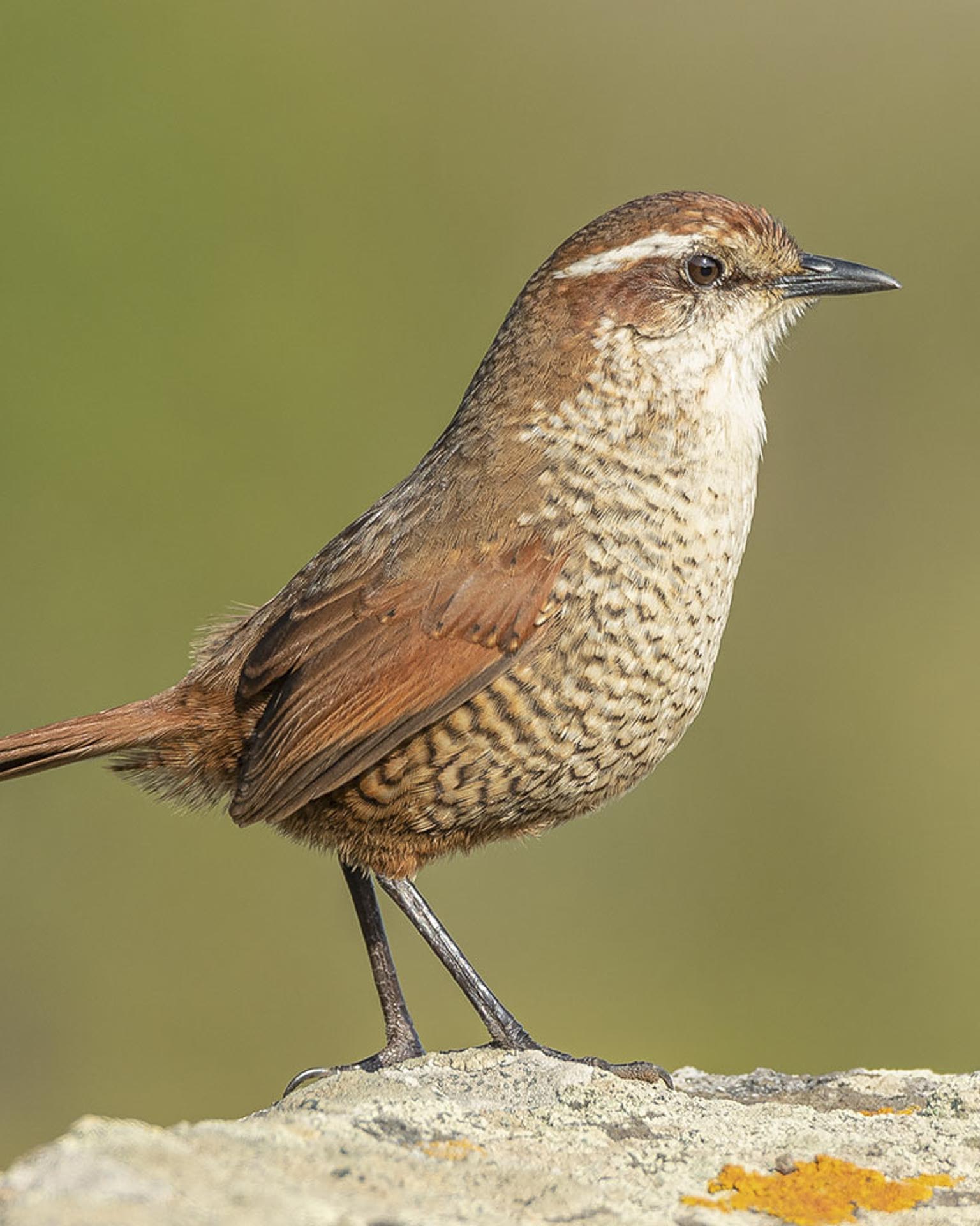 birding central Chile far south expeditions