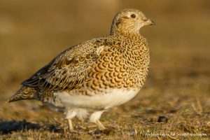 White-bellied Seedsnipe, ©Rodrigo Tapia, Far South Expeditions