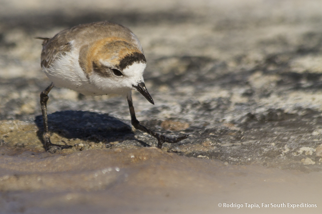 Charadrius alticola - Far South Expeditions