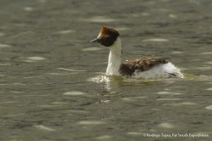 Hooded Grebe, back in Tierra del Fuego after 20 years