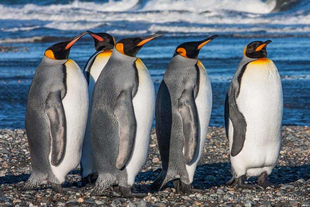 King Penguins, Useless Bay, Tierra del Fuego, Chile © Claudio F. Vidal, Far South Exp