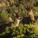 Andean Huemul Deer, Hippocamelus antisensis, Putre, Arica, Chile