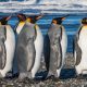 Patagonian Royalty: King Penguins in Tierra del Fuego, Chile
