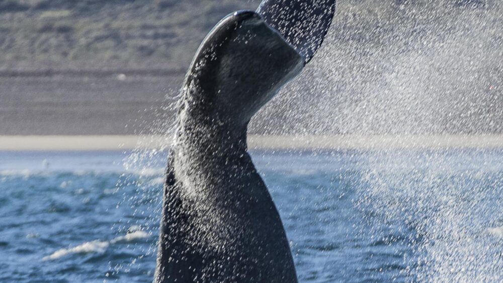 the right whales of the valves peninsula