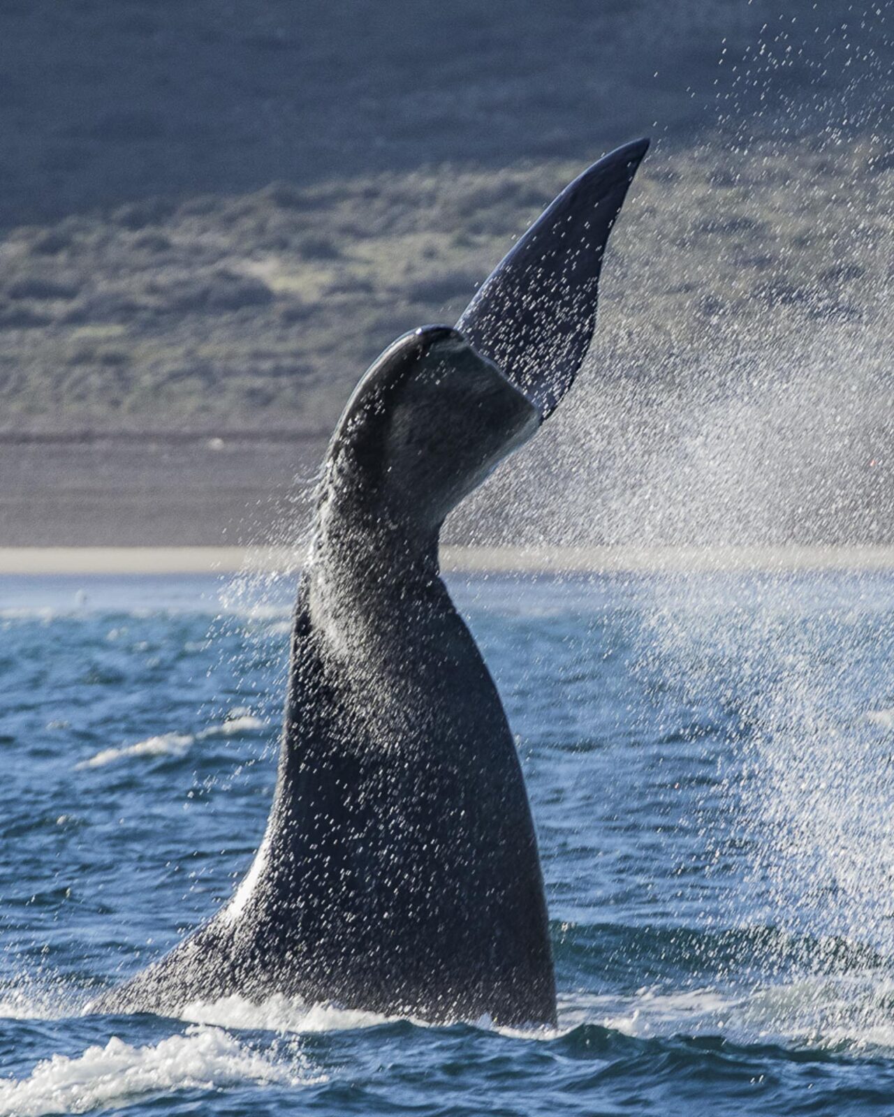 the right whales of the valves peninsula