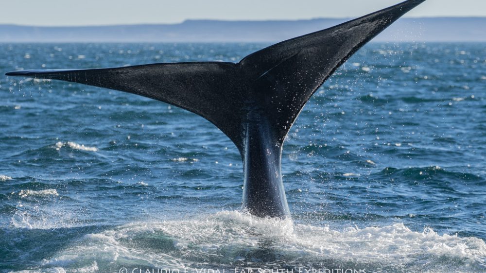 Southern Right Whale (Eubalaena australis), Valdes Peninsula, Argentina © Claudio F. Vidal, Far South Exp