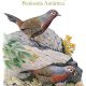 Aves de Chile, Sus Islas Oceánicas y Península Antártica – Una Guía de Campo Ilustrada