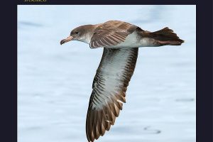 Revista Chilena de Ornitología: los nuevos vuelos