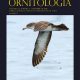Revista Chilena de Ornitología: los nuevos vuelos