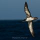 Pink-footed Shearwater, Valparaiso, Chile