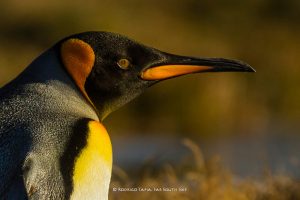 King Penguin, Tierra del Fuego, Patagonia, Chile
