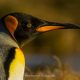 King Penguin, Tierra del Fuego, Patagonia, Chile