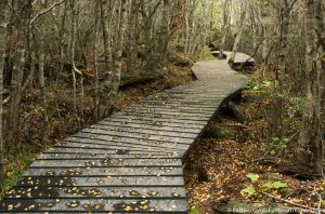 Navarino Island tours