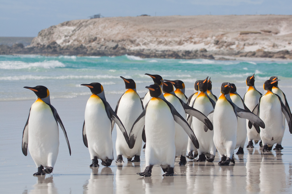 Penguin Tours | Penguin trips in Chile, Patagonia & Antarctica