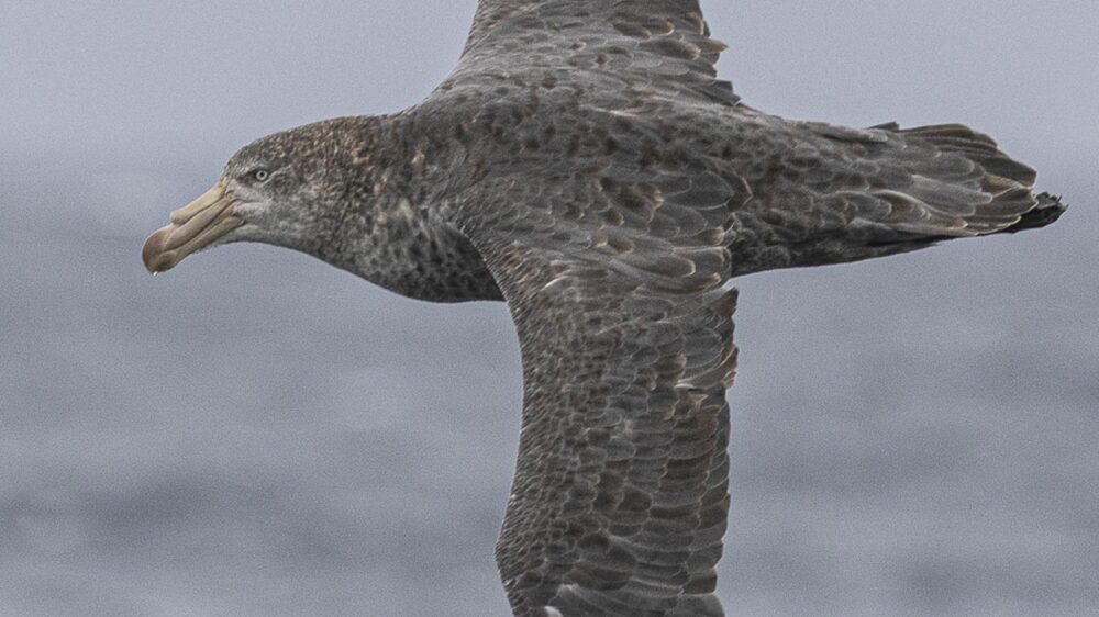 Atlantic odyssey wildlife cruise