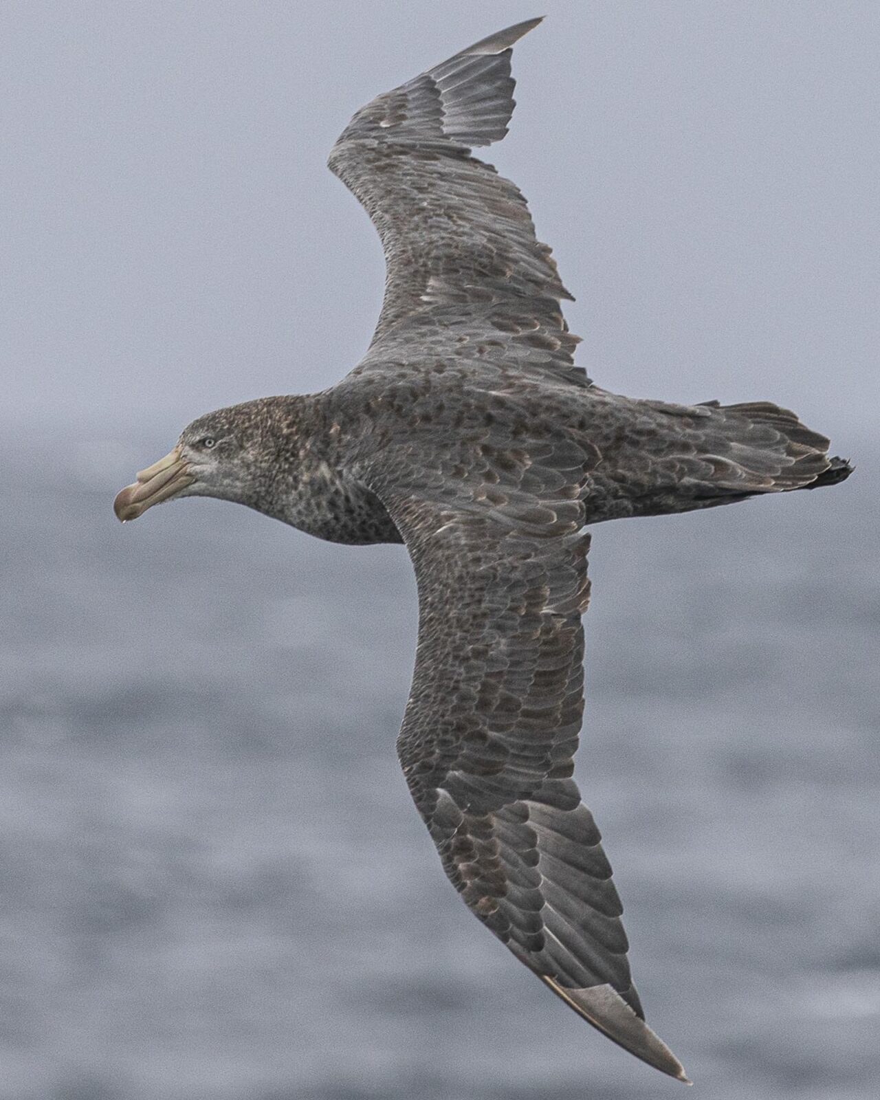 Atlantic odyssey wildlife cruise