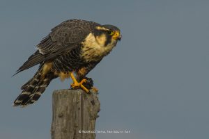 Aplomado Falcon, Magallanes, Chile
