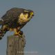 Aplomado Falcon, Magallanes, Chile