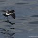 Pincoya Storm Petrel, Oceanites pincoyae, a New Seabird for Science
