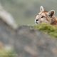 Pumas de la Patagonia: Los grandes felinos de Torres del Paine