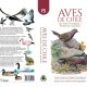 Guía “Aves de Chile”: Un compañero de campo para pajareros desesperados