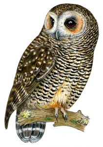Concón (Strix rufipes) por el artista y ornitólogo Jorge Ruiz T. © FS Editorial 2016