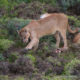 Pumas, depredadores supremos en Patagonia