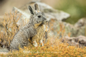 Bergviscacha (Lagidium viscacia), Farellones, Chile © Jorge Valenzuela, Far South Exp