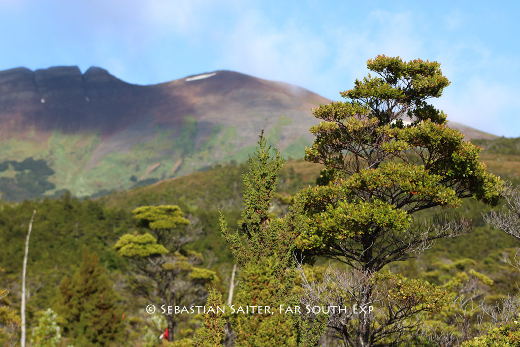Evergreen Coigüe (Nothofagus betuloides) and Mt. Tarn © Sebastian Saiter, Far South Exp